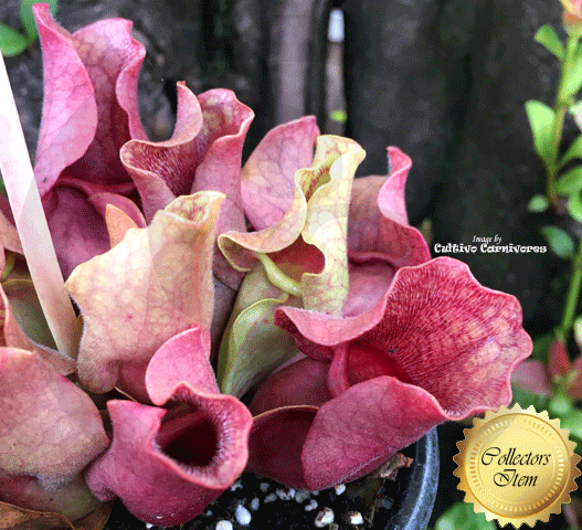 PURPLE PITCHER PLANT: Sarracenia Purpurea ssp. venosa var burkii (Almost veinless) for sale | Buy carnivorous plants and seeds online @ South Africa's leading online plant nursery, Cultivo Carnivores