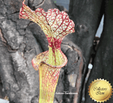 TRUMPET PITCHER: Sarracenia xMoorei ex Cedric Azais for sale | Buy carnivorous plants and seeds online @ South Africa's leading online plant nursery, Cultivo Carnivores
