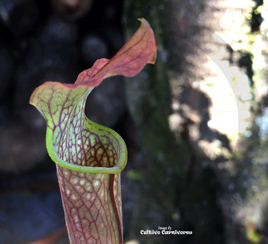TRUMPET PITCHER:  Sarracenia x Readii, Alabama Red for sale | Buy carnivorous plants and seeds online @ South Africa's leading online plant nursery, Cultivo Carnivores