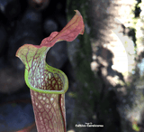 TRUMPET PITCHER:  Sarracenia x Readii, Alabama Red for sale | Buy carnivorous plants and seeds online @ South Africa's leading online plant nursery, Cultivo Carnivores