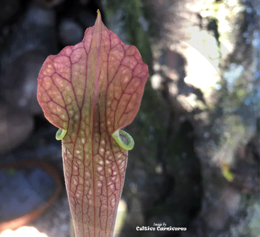 TRUMPET PITCHER:  Sarracenia x Readii, Alabama Red for sale | Buy carnivorous plants and seeds online @ South Africa's leading online plant nursery, Cultivo Carnivores