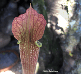 TRUMPET PITCHER:  Sarracenia x Readii, Alabama Red for sale | Buy carnivorous plants and seeds online @ South Africa's leading online plant nursery, Cultivo Carnivores