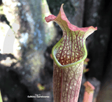 TRUMPET PITCHER:  Sarracenia x Readii, Alabama Red for sale | Buy carnivorous plants and seeds online @ South Africa's leading online plant nursery, Cultivo Carnivores