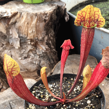 TRUMPET PITCHER:  Sarracenia Barba (Special Hybrid) for sale | Buy carnivorous plants and seeds online @ South Africa's leading online plant nursery, Cultivo Carnivores