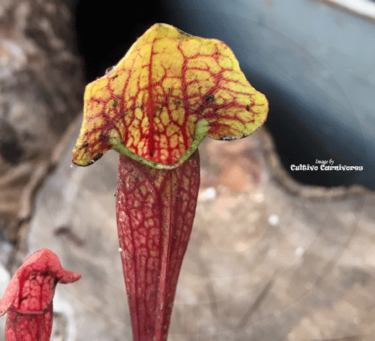 TRUMPET PITCHER:  Sarracenia Barba (Special Hybrid) for sale | Buy carnivorous plants and seeds online @ South Africa's leading online plant nursery, Cultivo Carnivores