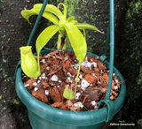 POTS & PLANTERS: Hanging Bowls (Various Sizes and Colours) for sale | Buy carnivorous plants and seeds online @ South Africa's leading online plant nursery, Cultivo Carnivores