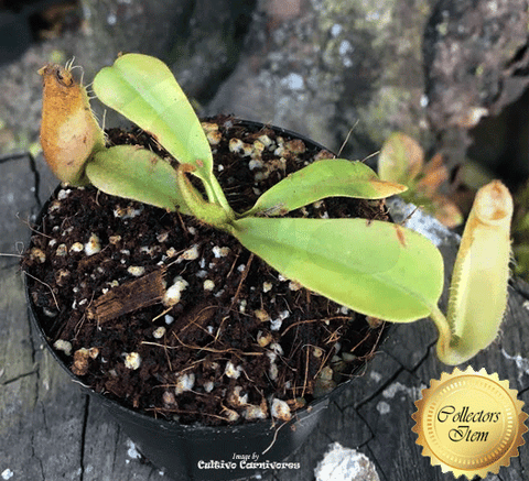 TROPICAL PITCHER PLANT:  Nepenthes (Spathulata x Mira) x Robcantleyi for sale | Buy carnivorous plants and seeds online @ South Africa's leading online plant nursery, Cultivo Carnivores