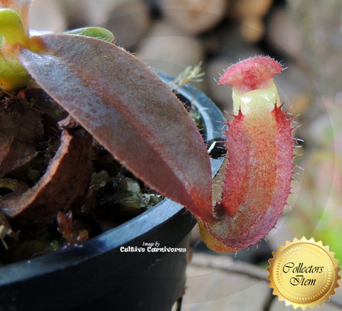 TROPICAL PITCHER PLANT: Nepenthes (Spathulata x Mira) x Bill Bailey for sale | Buy carnivorous plants and seeds online @ South Africa's leading online plant nursery, Cultivo Carnivores
