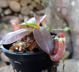 TROPICAL PITCHER PLANT: Nepenthes (Spathulata x Mira) x Bill Bailey for sale | Buy carnivorous plants and seeds online @ South Africa's leading online plant nursery, Cultivo Carnivores