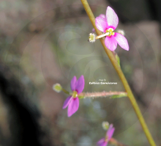 TRIGGER PLANT: Stylidium Debile (The frail trigger plant) for sale | Buy carnivorous plants and seeds online @ South Africa's leading online plant nursery, Cultivo Carnivores