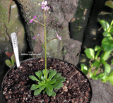 TRIGGER PLANT: Stylidium Debile (The frail trigger plant) for sale | Buy carnivorous plants and seeds online @ South Africa's leading online plant nursery, Cultivo Carnivores