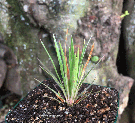 Stylidium Graminifolium (The grass trigger plant) for sale | Buy carnivorous plants and seeds online @ South Africa's leading online plant nursery, Cultivo Carnivores