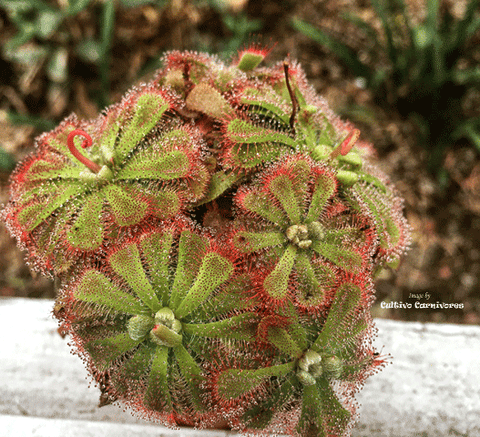 SUNDEW: Drosera Aliciae (The Alice Sundew) for sale | Buy carnivorous plants and seeds online @ South Africa's leading online plant nursery, Cultivo Carnivores