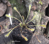 SUNDEW: Drosera Nidiformis for sale | Buy carnivorous plants and seeds online @ South Africa's leading online plant nursery, Cultivo Carnivores