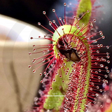 SUNDEWS for beginners for sale | Buy carnivorous plants and seeds online @ South Africa's leading online plant nursery, Cultivo Carnivores