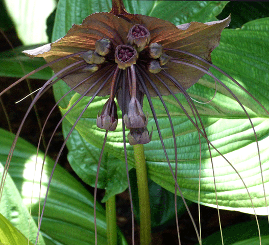 BATFLOWERS:  Tacca Chantrieri (Black Bat flower) for sale | Buy carnivorous plants and seeds online @ South Africa's leading online plant nursery, Cultivo Carnivores