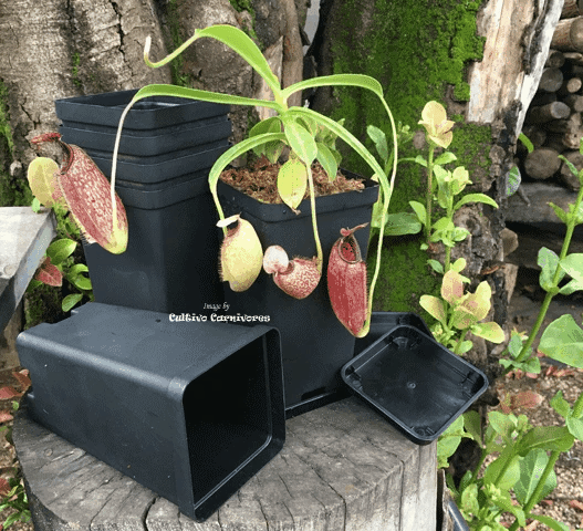 Tall square nursery pot with hanging Nepenthes plant – black plastic, 9x9x16cm