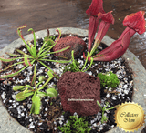 SOLD🚀🚀🚀 Savage Garden * 18cm Recycled Planter * Mixed Species * Terrestrial