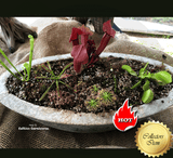 SOLD🚀🚀🚀 Cultivo's Savage Garden * 33cm Recycled Planter * Mixed Species * Terrestrial
