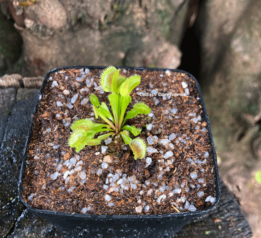 The COMPLETE repotting kit for carnivorous plants > Bug-munching mini's @ Cultivo Carnivores South Africa South Africa's leading online plant nursery, Cultivo Carnivores