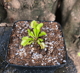 The COMPLETE repotting kit for carnivorous plants > Bug-munching mini's @ Cultivo Carnivores South Africa South Africa's leading online plant nursery, Cultivo Carnivores