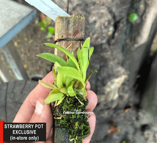 MINI ORCHIDS FOR TERRARIUMS:  Tolumnia