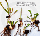 RARE! TRUMPET PITCHER: Sarracenia Flava var atropurpurea loc Blackwater state forest, NF