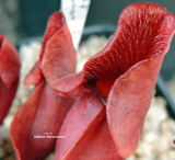 PURPLE PITCHER PLANT:  Sarracenia Purpurea ssp. Purpurea for sale | Buy carnivorous plants and seeds online @ South Africa's leading online plant nursery, Cultivo Carnivores