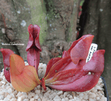 PURPLE PITCHER PLANT:  Sarracenia Purpurea ssp. Purpurea for sale | Buy carnivorous plants and seeds online @ South Africa's leading online plant nursery, Cultivo Carnivores
