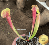 COLLECTORS ITEM:  Sarracenia SMOORII > Exact plant pictured