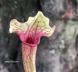 TRUMPET PITCHER:  Sarracenia Smoorii (Special Hybrid) for sale | Buy carnivorous plants and seeds online @ South Africa's leading online plant nursery, Cultivo Carnivores