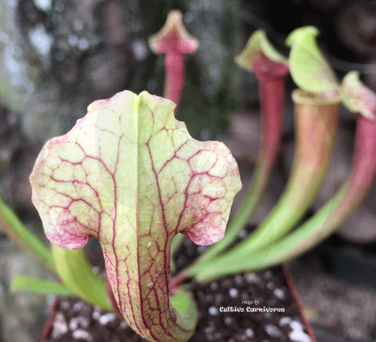 TRUMPET PITCHER:  Sarracenia Smoorii (Special Hybrid) for sale | Buy carnivorous plants and seeds online @ South Africa's leading online plant nursery, Cultivo Carnivores