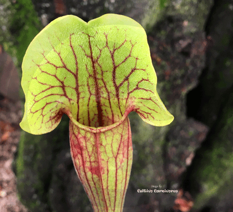 TRUMPET PITCHER:  Sarracenia Vogel (Special Hybrid) for sale | Buy carnivorous plants and seeds online @ South Africa's leading online plant nursery, Cultivo Carnivores