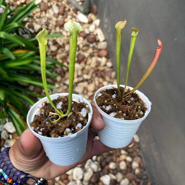✅ TRUMPET PITCHERS for larger projects and resale