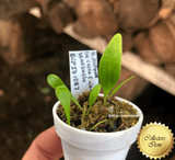 RARE! EPIPHYTIC BLADDERWORT > COLLECTORS ITEM:  Utricularia Alpina loc Cerro Culebra, Venezuela ex. BCP > Exact plant pictured