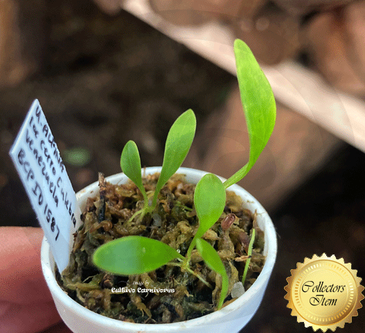 Utricularia Alpina loc Cerro Culebra, Venezuela • Rare epiphytic bladderwort • BCP Import