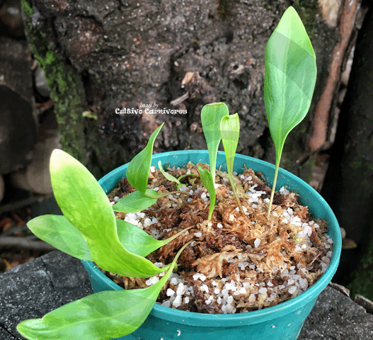 BLADDERWORT: Utricularia Alpina for sale | Buy carnivorous plants and seeds online @ South Africa's leading online plant nursery, Cultivo Carnivores