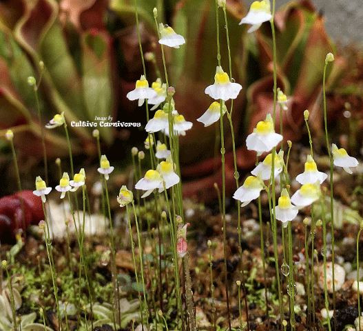 BLADDERWORT: Utricularia Bisquamata for sale | Buy carnivorous plants and seeds online @ South Africa's leading online plant nursery, Cultivo Carnivores