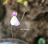 BLADDERWORT: Utricularia Blanchetti (Pink Flower) for sale | Buy carnivorous plants and seeds online @ South Africa's leading online plant nursery, Cultivo Carnivores