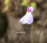 BLADDERWORT: Utricularia Blanchetti (Pink Flower) for sale | Buy carnivorous plants and seeds online @ South Africa's leading online plant nursery, Cultivo Carnivores