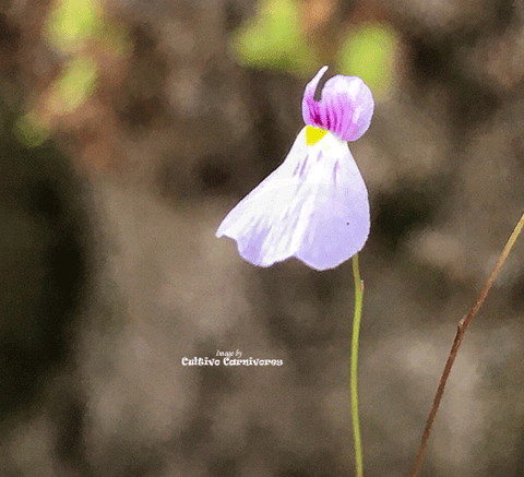 BLADDERWORT: Utricularia Blanchetti (Pink Flower) for sale | Buy carnivorous plants and seeds online @ South Africa's leading online plant nursery, Cultivo Carnivores