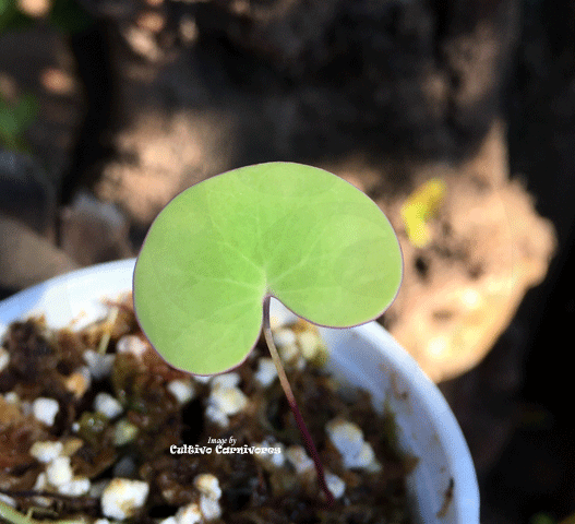 RARE! Cornigera x Nelumbifolia for sale * Buy RARE! Carnivorous bladderworts online @ Cultivo Carnivores, South Africa