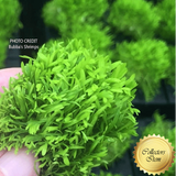 SEMI-AQUATIC BLADDERWORT:  Utricularia Graminifolia 📏 2cm Plug