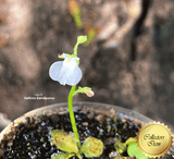 RARE! TERRESTRIAL BLADDERWORT:  Utricularia Calycifida 'Lavinia Whateley' 📏 2cm Plug