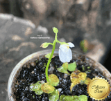 RARE! TERRESTRIAL BLADDERWORT:  Utricularia Calycifida 'Lavinia Whateley' 📏 2cm Plug