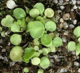 BLADDERWORT: Utricularia Livida (Lemon Flower) for sale | Buy carnivorous plants and seeds online @ South Africa's leading online plant nursery, Cultivo Carnivores