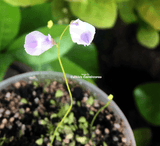 BLADDERWORT: Utricularia Livida (White and Purple Flower) for sale | Buy carnivorous plants and seeds online @ South Africa's leading online plant nursery, Cultivo Carnivores