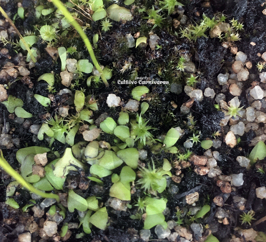 BLADDERWORT: Utricularia Livida (White and Purple Flower) for sale | Buy carnivorous plants and seeds online @ South Africa's leading online plant nursery, Cultivo Carnivores