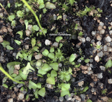 BLADDERWORT: Utricularia Livida (White and Purple Flower) for sale | Buy carnivorous plants and seeds online @ South Africa's leading online plant nursery, Cultivo Carnivores