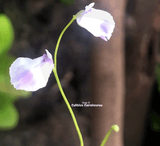 BLADDERWORT: Utricularia Livida (White and Purple Flower) for sale | Buy carnivorous plants and seeds online @ South Africa's leading online plant nursery, Cultivo Carnivores